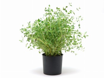 Tymianek świeży w doniczce (duży)