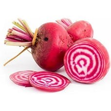 Burak kolorowy "Chioggia"