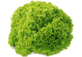 Sałata karbowana zielona 1 szt 150 g